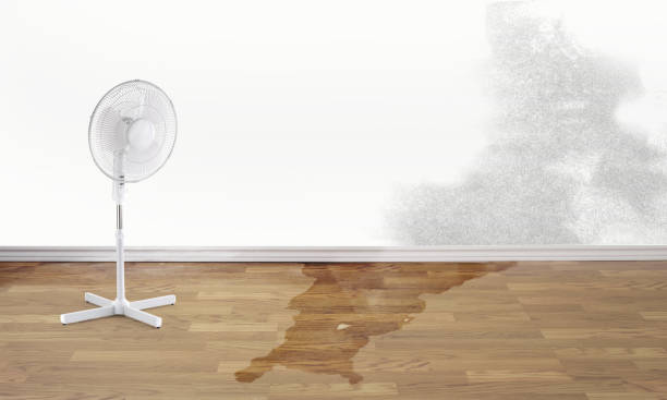Best Flood damage cleanup  in Melody Hill, IN