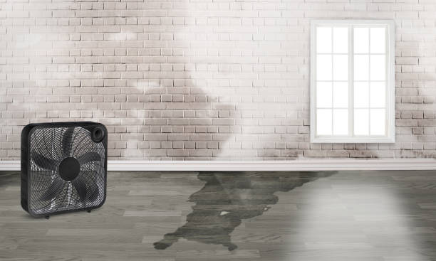 Best Water damage contractors near me  in Melody Hill, IN
